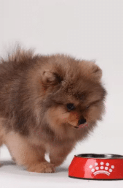 hond met bakje voeding