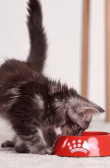 kat die eet uit een bakje